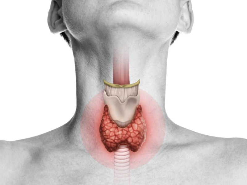 thyroid gland