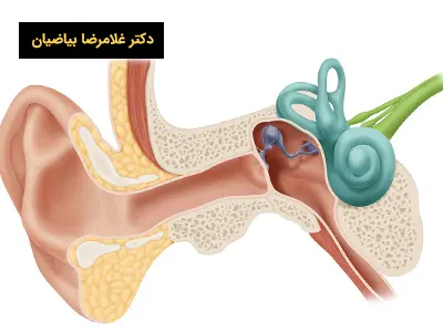 بخش های گوش
